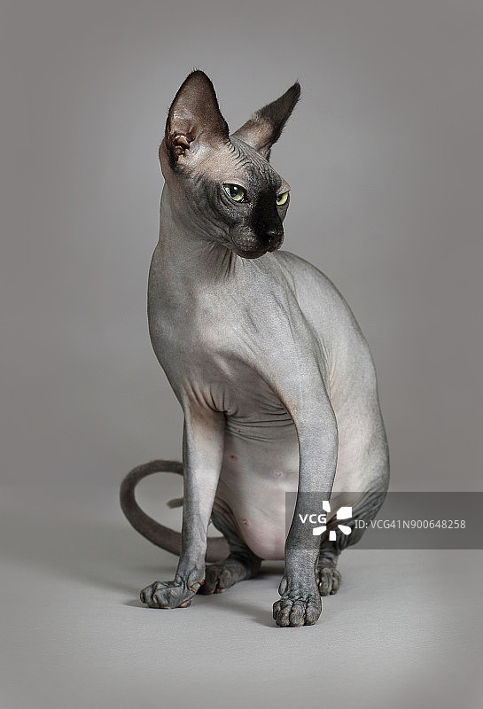灰色背景上的斯芬克斯猫图片素材