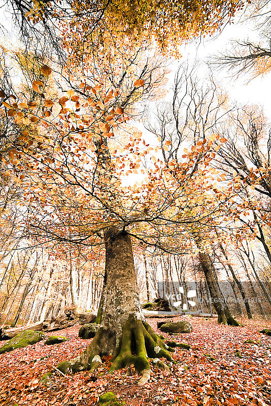 高对比度的裸露山毛榉树图片素材