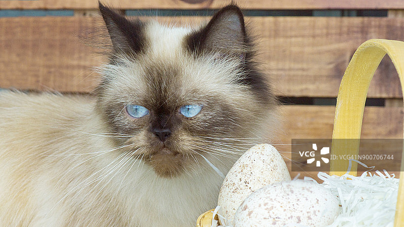 好奇的猫走近土耳其鸡蛋图片素材
