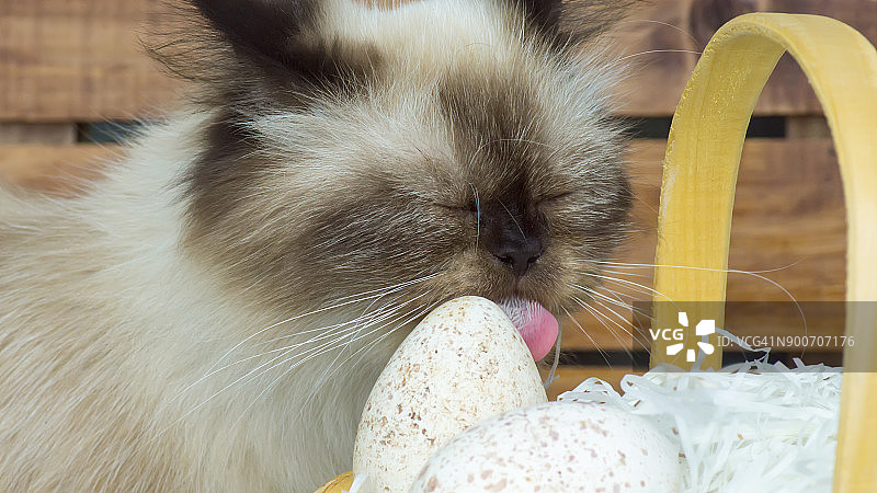 好奇的小猫喜欢吃火鸡蛋壳图片素材