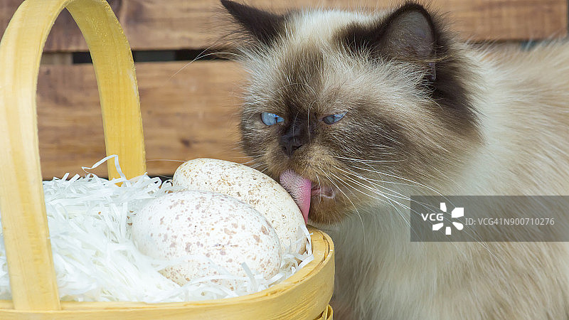 好奇的小猫喜欢吃火鸡蛋壳图片素材