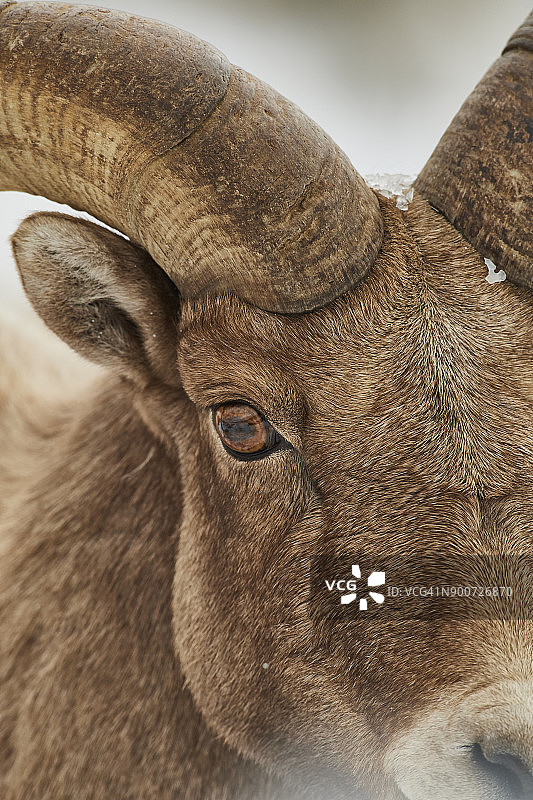 大角羊图片素材