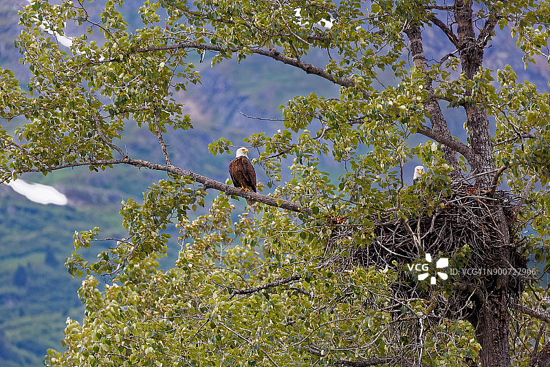 筑巢的鹰图片素材