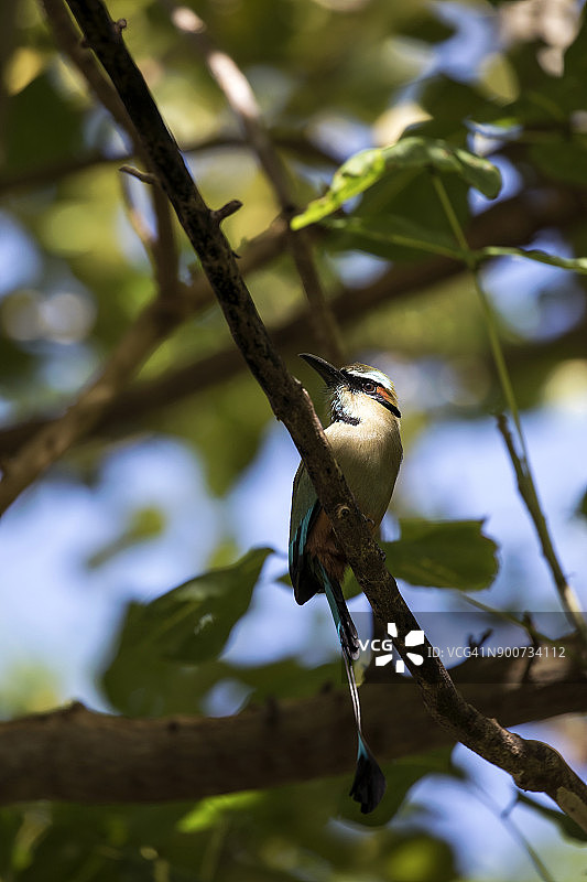 绿咬鹃图片素材