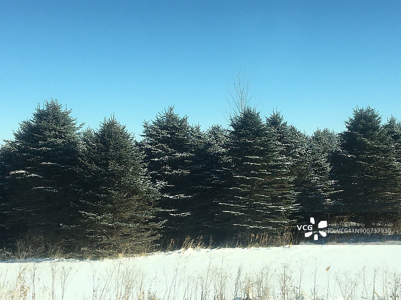 常绿树，圣诞树图片素材