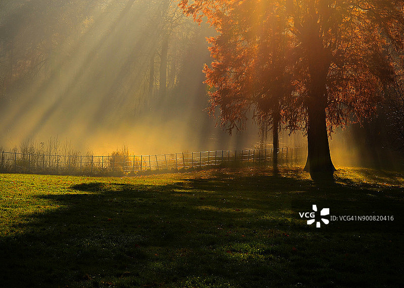 阳光照耀在树上图片素材