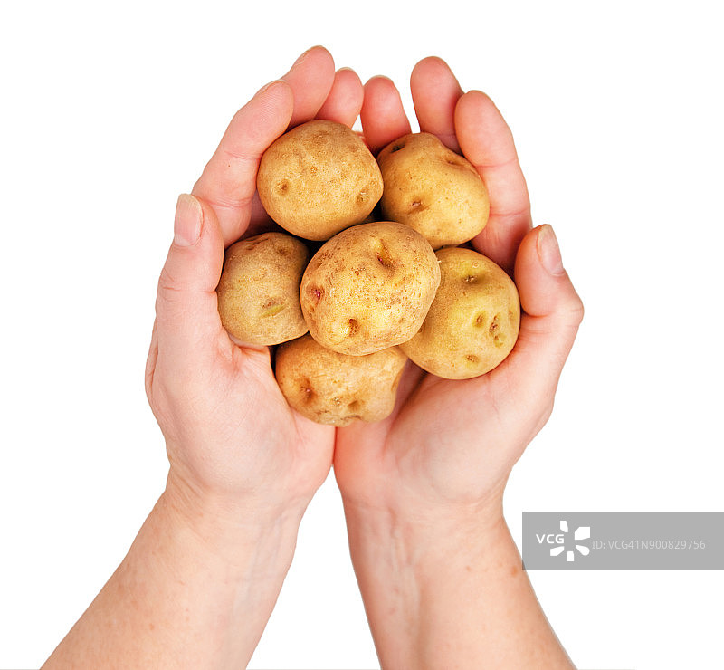 手拿有机土豆图片素材