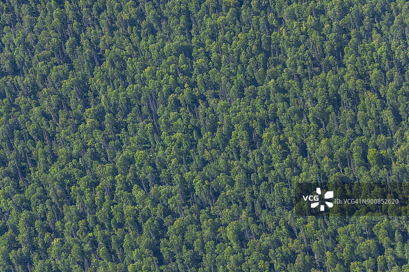 美国阿拉斯加塔尔基特纳附近森林的无人机视角图片素材