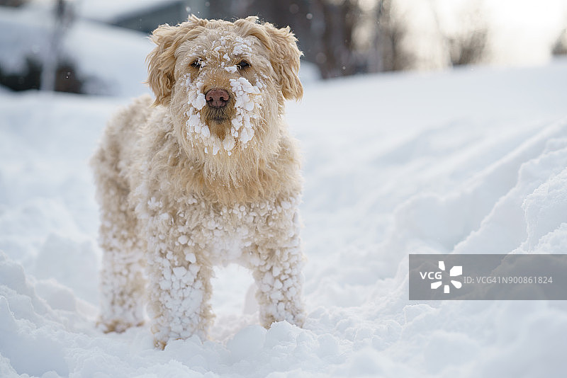 狗在雪地图片素材
