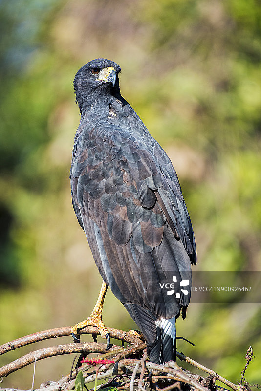黑鹰，湿地，巴西图片素材