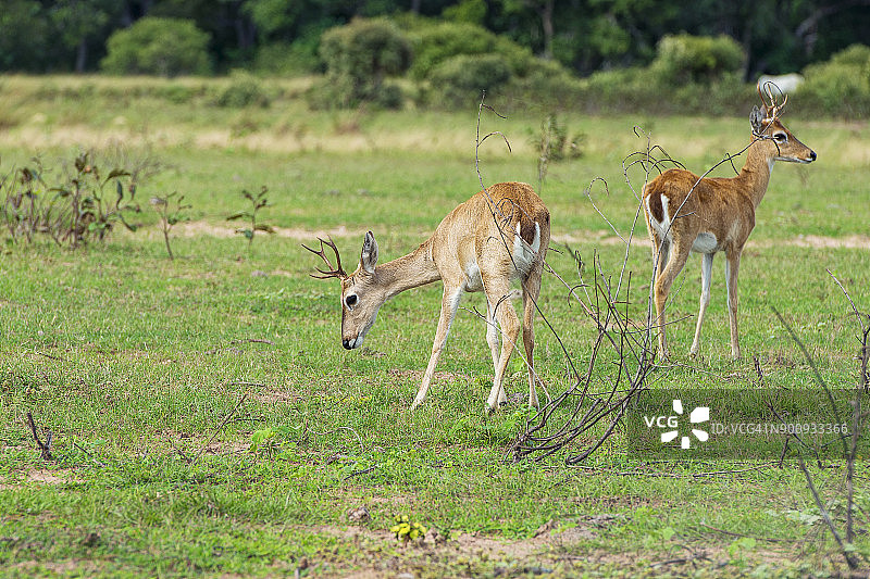 巴西潘塔纳尔鹿图片素材