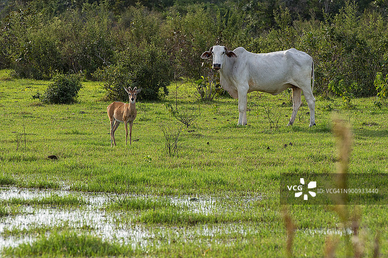 巴西潘塔纳尔湿地的鹿和牛图片素材