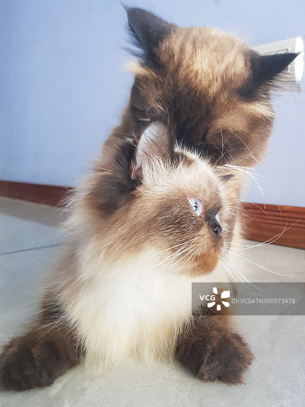 两只喜马拉雅猫在家交配图片素材
