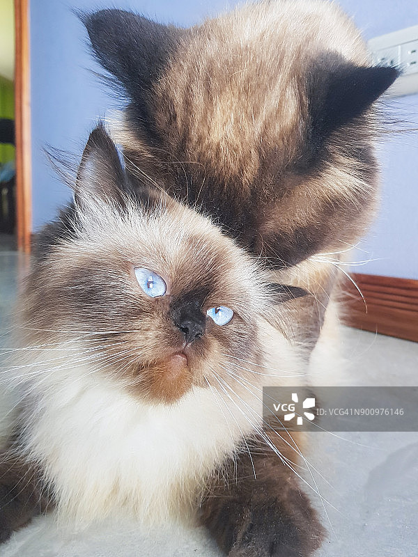 两只喜马拉雅猫在家交配图片素材