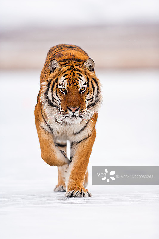 向相机走来的东北虎图片素材