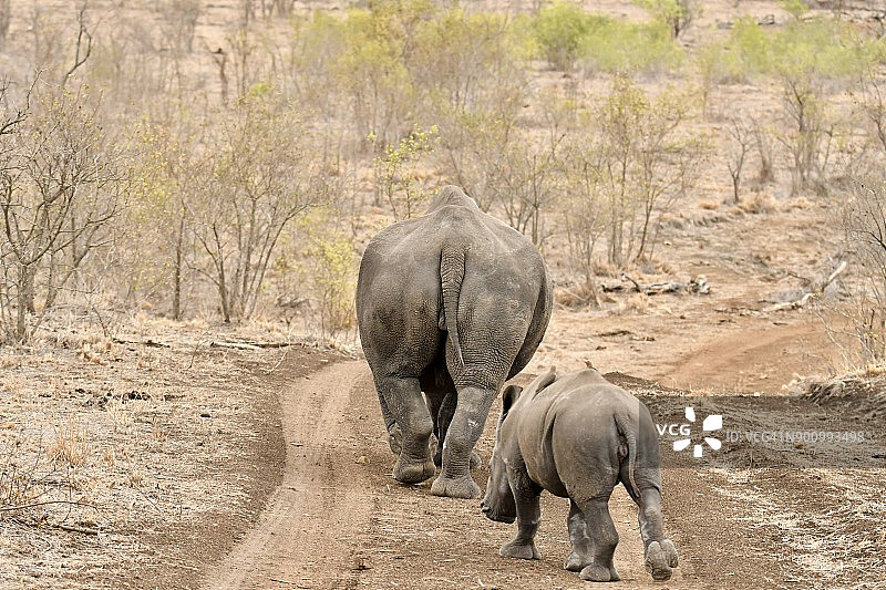 两只犀牛离开尘土路3图片素材