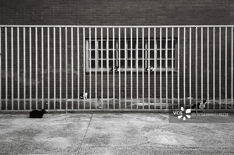 都市猫咪图片素材