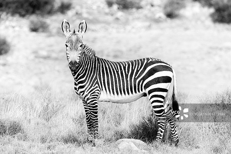 山斑马国家公园里的单色山斑马图片素材