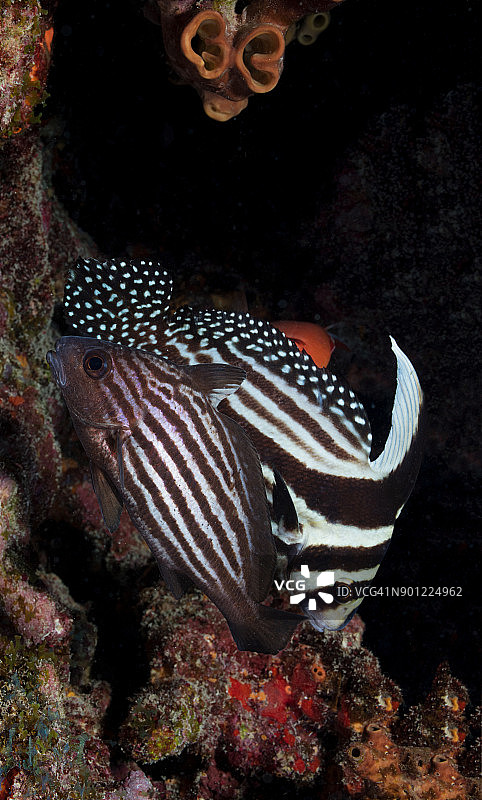 斑点石首鱼和高帽的幼鱼识别，成年后更容易区分这两种鱼图片素材