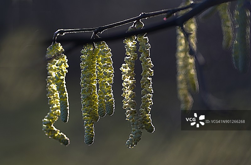 榛花叶黄华图片素材