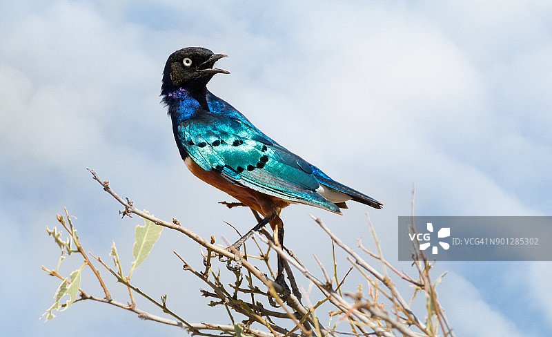 丽椋鸟图片素材