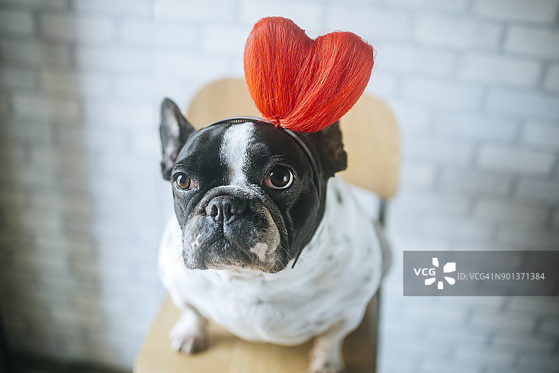 戴着心形头饰的法国斗牛犬肖像图片素材