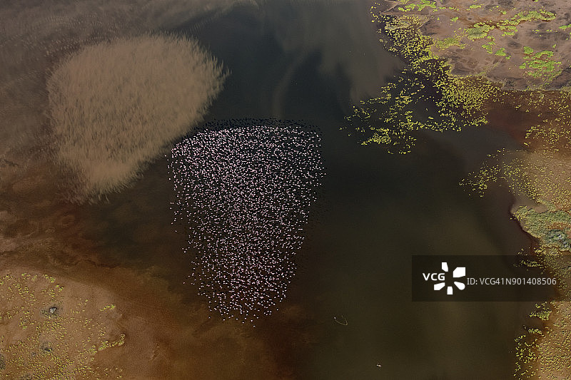 小红鹳飞越浅水湖泊的航拍视角图片素材