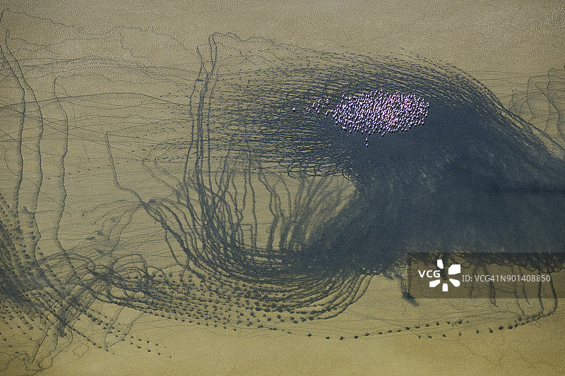 小红鹳浅水湖行走航拍视角图片素材