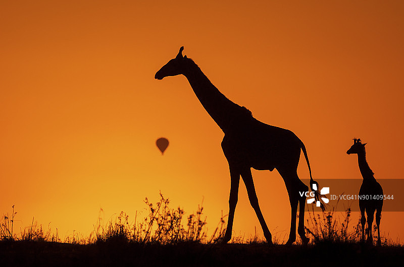 日出时分，热气球背景下的两只马赛长颈鹿剪影图片素材