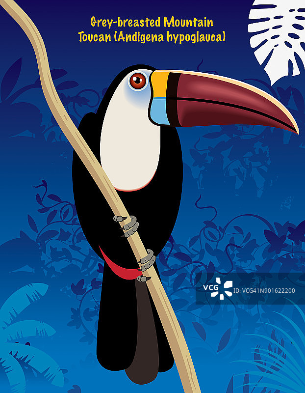 灰胸山巨嘴鸟图片素材