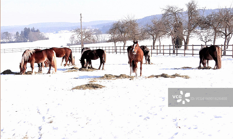 德国黑森林中的马匹图片素材