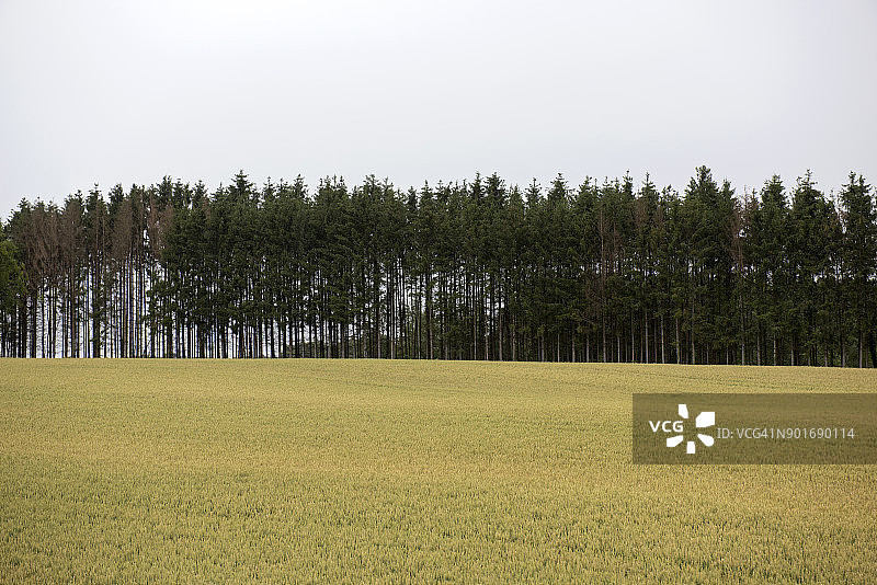 法国杜省贝桑松附近的油菜花田图片素材