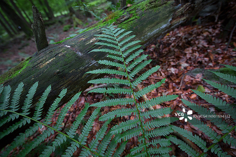 森林舒缓风光，蕨类植物特写图片素材