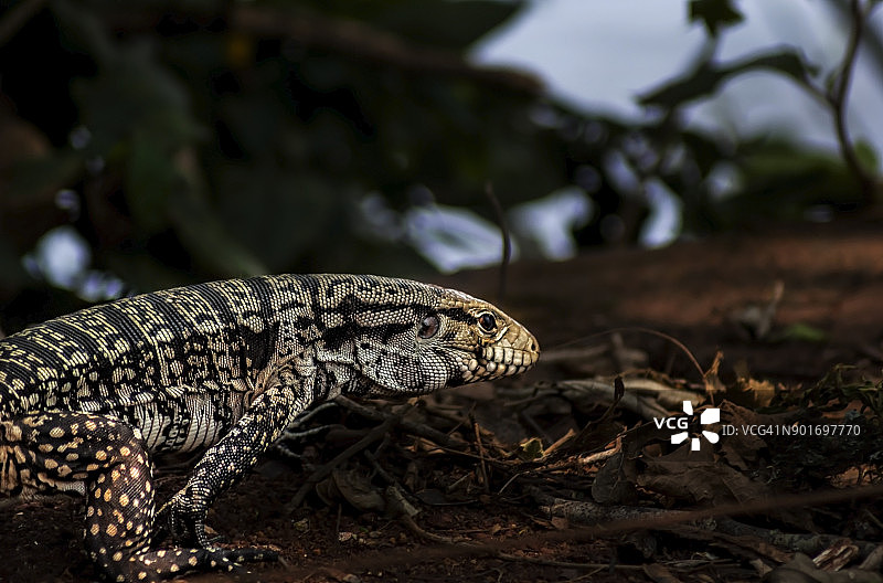 雨林地面上行走的蜥蜴图片素材