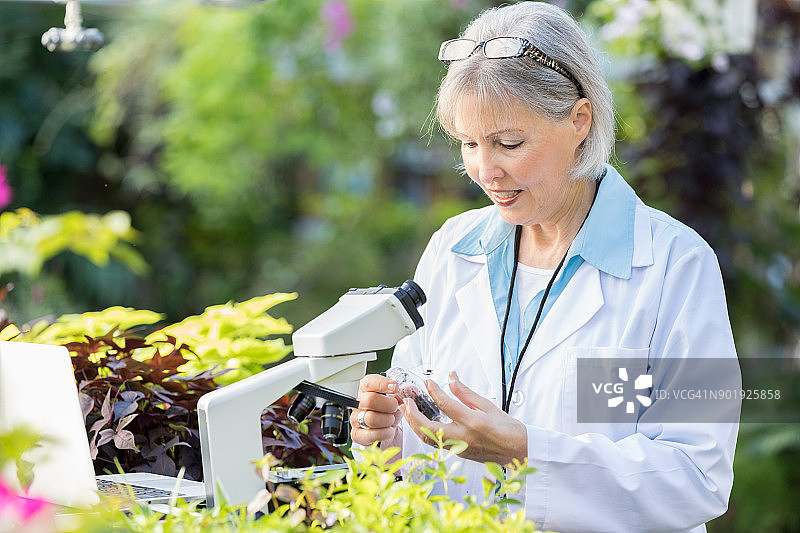 在温室工作的自信老年植物学家图片素材