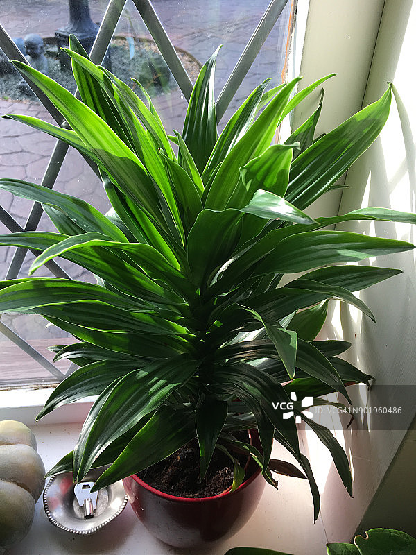 擎天凤梨图片素材