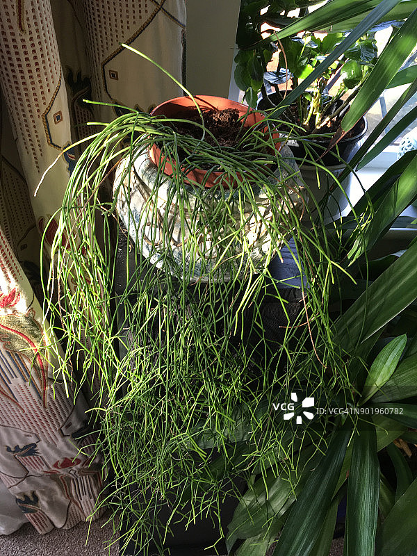 垂枝仙人掌图片素材