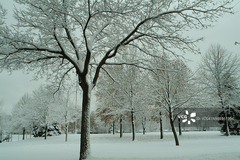 城市公园树上的雪图片素材