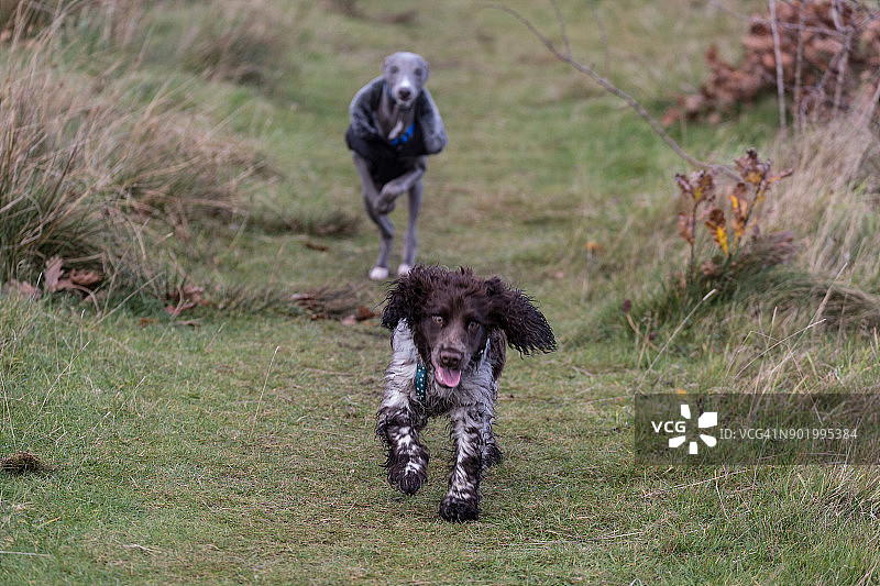 惠比特犬追逐猎犬图片素材
