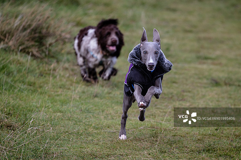 西班牙猎犬追逐惠比特犬图片素材