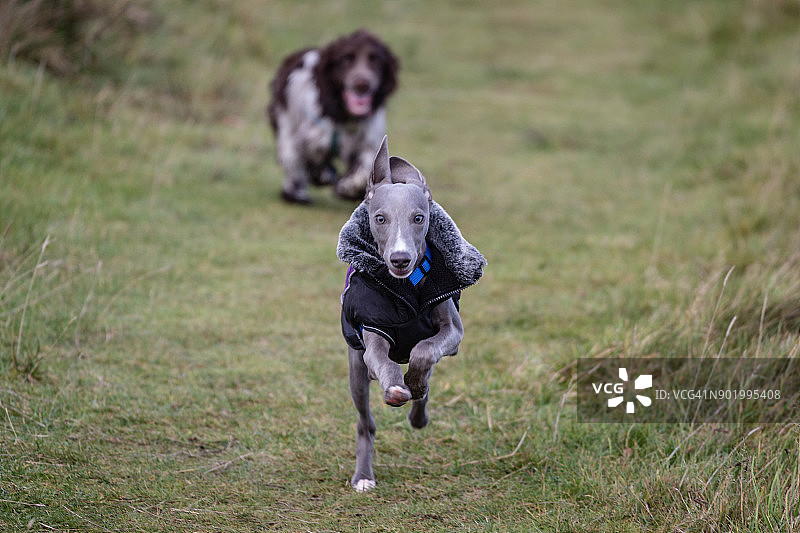 西班牙猎犬追逐惠比特犬图片素材