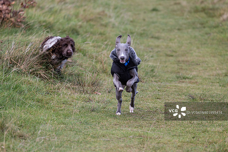 惠比特犬跑过西班牙猎犬图片素材