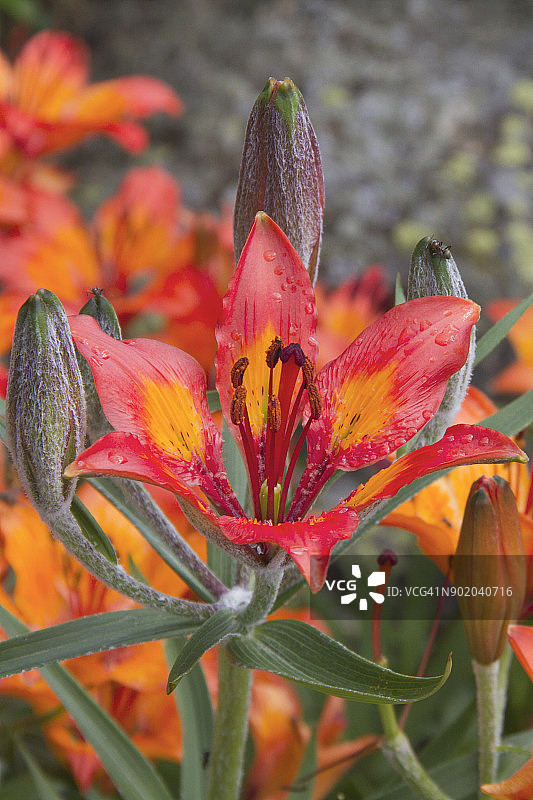 老虎百合图片素材