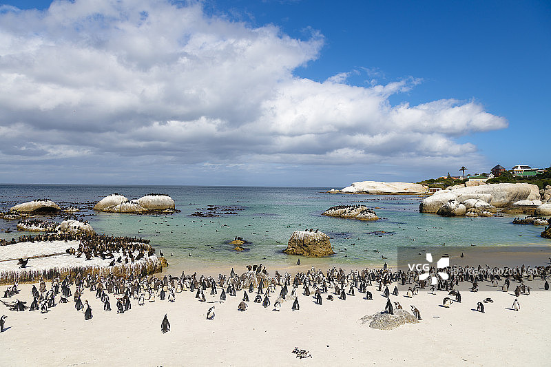 南非巨石湾的非洲企鹅群图片素材