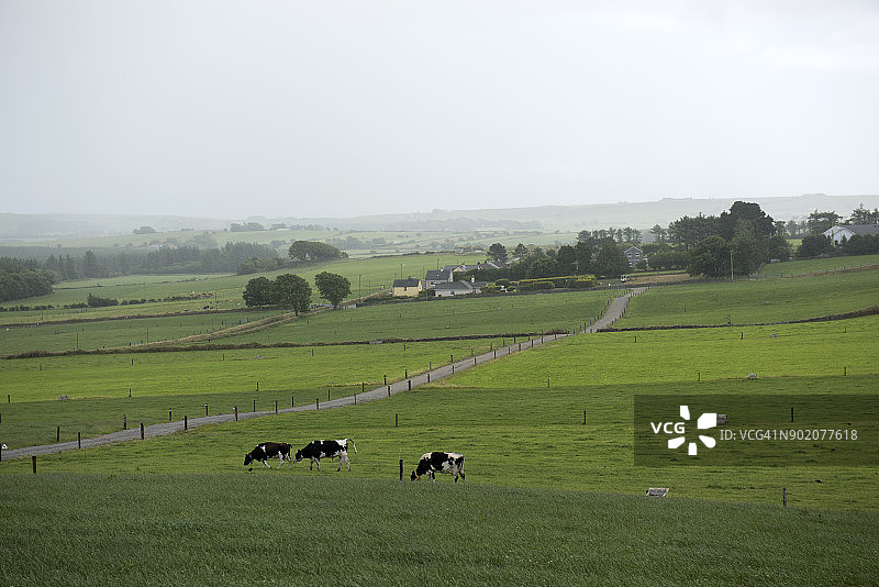爱尔兰科克郡克洛纳基尔蒂田野里吃草的奶牛图片素材