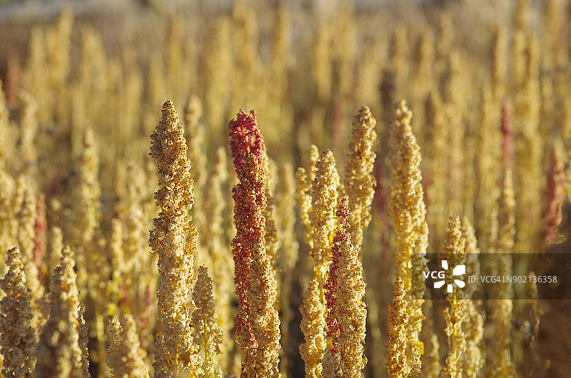 有机藜麦种植园和农田图片素材