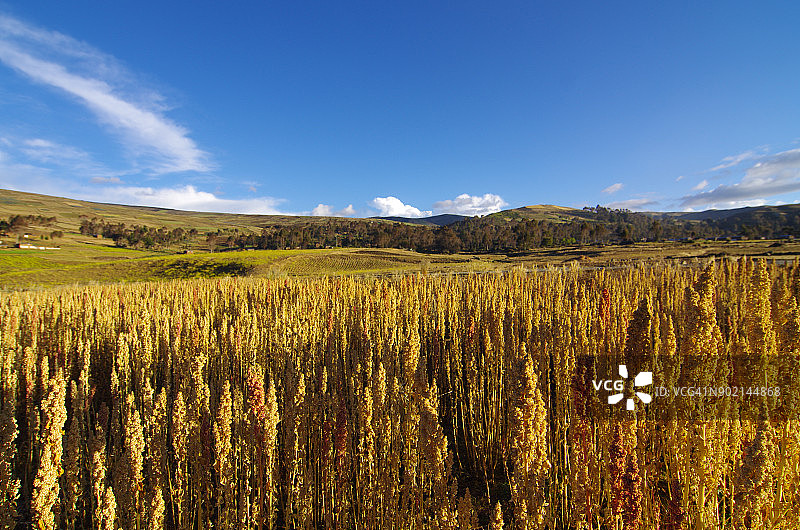 有机藜麦种植园和农田图片素材