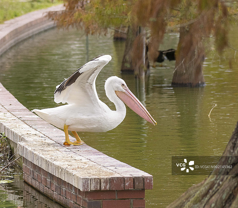展开翅膀的白鹈鹕图片素材