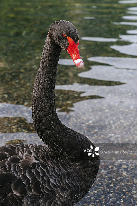 陶波湖边缘的黑天鹅图片素材