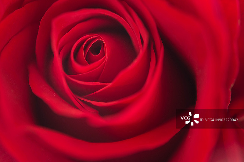 微距红玫瑰图片素材